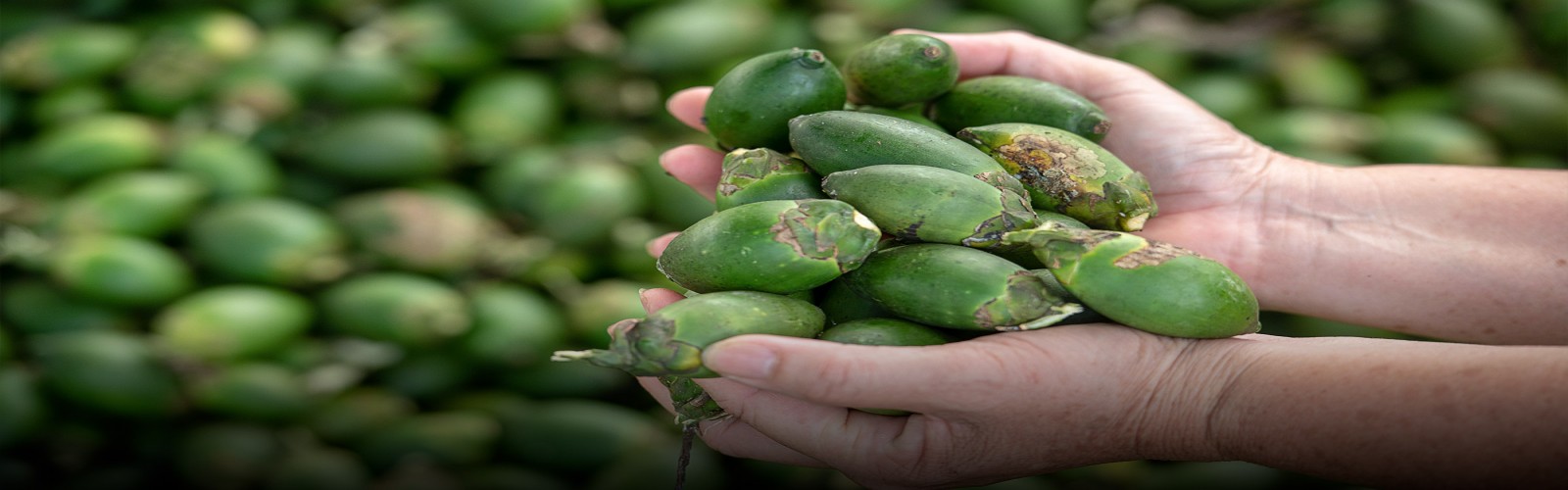 Betel Nuts: A Nutritious and Stimulant Crop